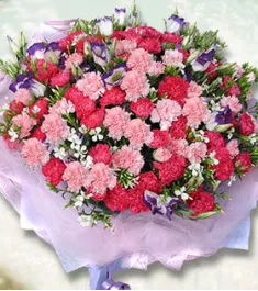 66 Red & Pink Carnations